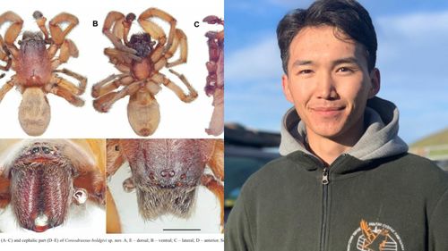 Экологич Ж.Очирхуяг дэлхийд шинэ зүйлийн аалз нээж, багшийнхаа нэрээр нэрлэв